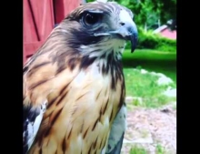 A beautiful red tail hawk saying hello up close and personal