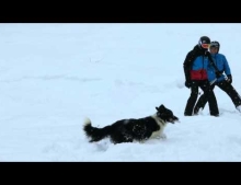 Dog will only allow skiers to pass after they throw a stick for him.