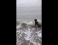 Dog befriends a seal at the beach.