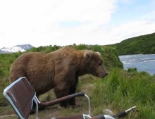 Alaskan Brown Bear trying to grab a good seat to watch the other bears eat.