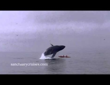 Humpback whale breaches right on top of kayakers in Monterey Bay, California.
