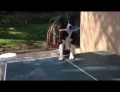 Ping pong playing dog has great skills.