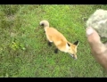 Guy playing a game of fetch with his cute little pet fox.