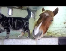 A cat and a horse share a strong bond