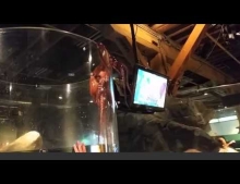 Octopus tries to escape from its tank at the Seattle Aquarium.