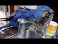 Beautiful Hyacinth Macaw takes a bath in the sink but not before testing the water first to make sure the temperature is to her liking.