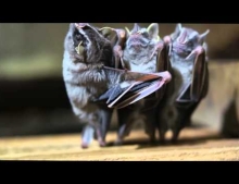 Three Bats Dancing. These Bats Have Some Great Moves. If You Turn Your Head Upside Down You Will Realize They Are Actually Hanging And Not Standing But That Wouldn't Be Quite As Funny.