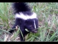 While Out For A Walk A Curious Baby Skunk Comes To Hang Out For A Bit And Doesn't Seem To Want To Leave. 