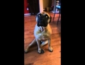 Bullmastiff dog rats out her French Bulldog friend for chewing up all the toilet paper.