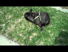 French Bulldog Is Scared By The Sounds Of His Own Farts.