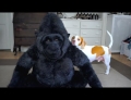 Cute dog named Maymo falls in love with a giant stuffed gorilla.