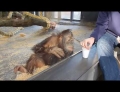 Orangutan sees a magic trick.