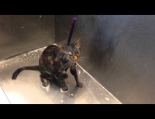 Cat not having a very good time taking a bath says, “no more.”