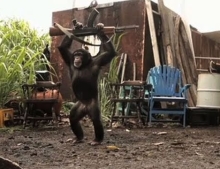Never give your AK-47 to a monkey