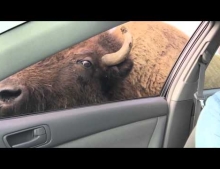 Buffalo at a drive-thru safari likes to use his tongue to impress the ladies.