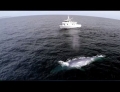 Blue whale makes a perfectly timed appearance.