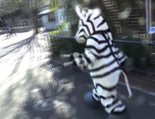 Zoo in Tokyo, Japan holds escaped zebra practice drill.