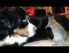 Funny squirrel hiding his nuts in a big Bernese mountain dog