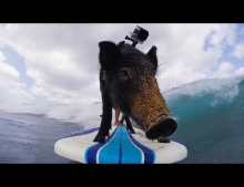 Here Is One Cool Surfing Pig That Goes By The Name Kama. GoPro Brings You All The Action Once Again In This Epic Adventure. I Am Not Sure If This Pig Can Hang Ten But He Definitely Can Hang Four.
