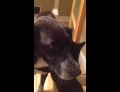 Cat hugs its dog friend after not seeing him for 10 days.