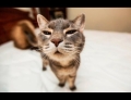 Funny cats compilation.