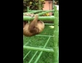 Baby sloth climbing on his play structure making some very funny noises.