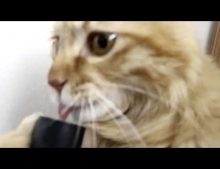 This cat has a creepy yet funny fascination with the vacuum cleaner.