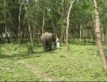 An Elephant is overjoyed with happiness after seeing an old  friend.