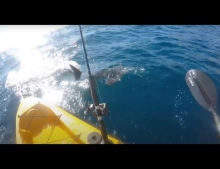 Kayak fisherman fights off aggressive hammerhead shark.