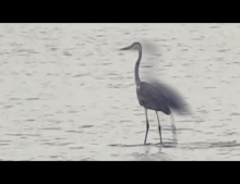 This amazing Heron bird can walk on water!