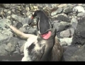Penguin scares the crap out of a sleeping Sea Lion by jumping on it.