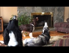 Husky and friends having fun howling.
