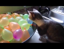 Munchkin cat playing with a bowl filled with water balloons.
