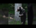 'Pedals' sighting, also known as the bear that walks on two legs.