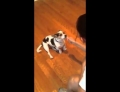 Woman teaches her dog how to meow like a cat.