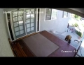 Fearless French Bulldog chases away two bears.