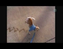 Dog takes the longest pee ever while walking on his two front legs.