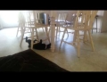 Cat using kitchen chairs to get a strong upper body workout