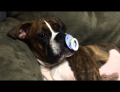 Boxer pup named Princess Leia loves her pacifier.