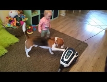 Baby teaches dog how to use a Hoover vacuum.