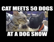 Man takes his cat to a dog show.