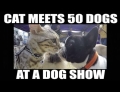 Man takes his cat to a dog show.
