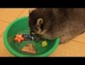 Pet raccoon in Russia may have OCD since it likes to wash everything including shoes and smartphones.
