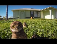 GoPro: Owl Dance-Off. These cute owls are mesmerized by the mystique of the GoPro.