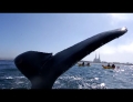Kayakers In Monterey Bay, California Receive An Incredible Up Close And Personal Experience With A Humpback Whale.