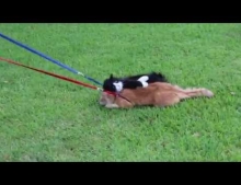 This Cat Does Not Like The Idea Of Going For A Walk While Wearing A Leash.