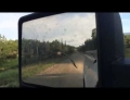 Crazy Canada Goose chases a truck down the road until it finds water.