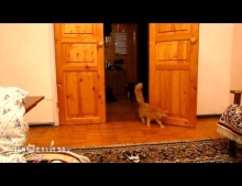 Cat Jumps Everytime It Hears The Sound Effect Of Mario Jumping In The Classic Video Game Super Mario Bros.