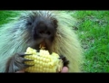 Listen to Teddy Bear the talking Porcupine speak his mind about sharing his corn on the cob.