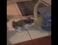 Puppy dog locks a cat in a pet carrier.
